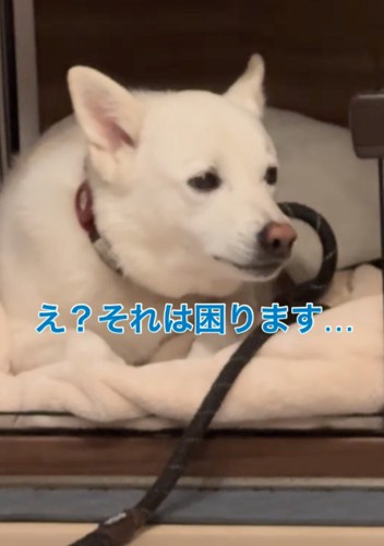 困ったように目をそらす犬