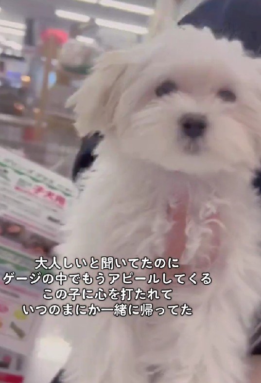 「家族になってほしいな」