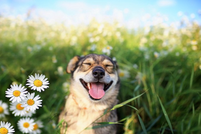 耳が後ろに倒れている犬