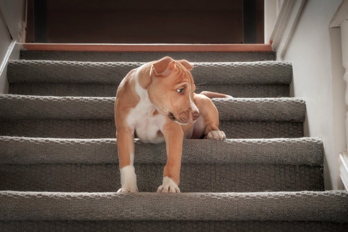 階段に座る犬