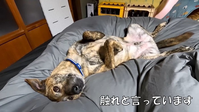 撫でてほしくて寝かせてくれないりゅうちゃん2