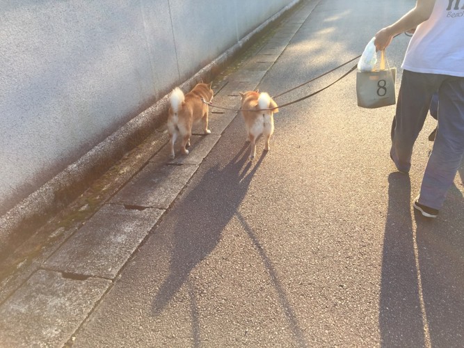 柴犬2匹後姿 夕刻散歩中