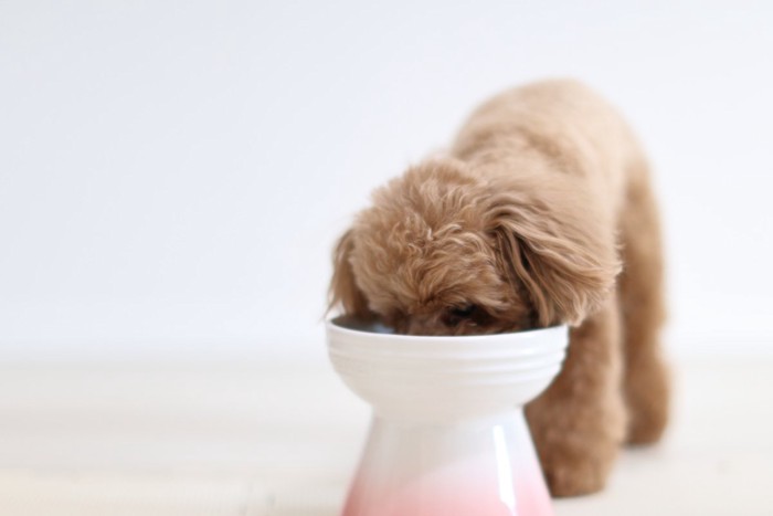 高さのある食器で食べる犬