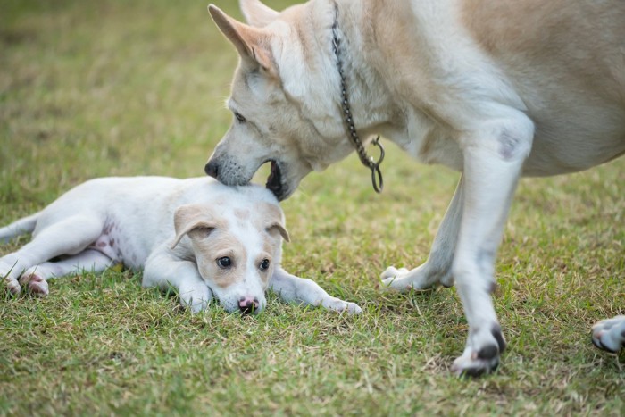 子犬を甘噛みして叱る成犬