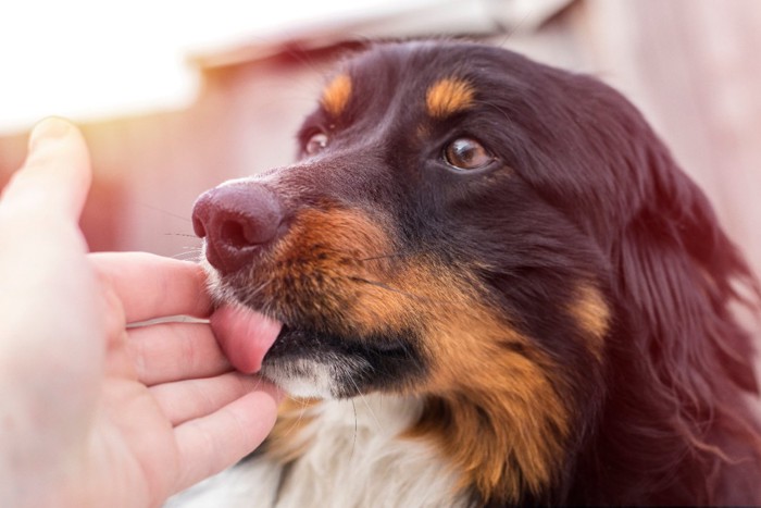 人の手を舐めている犬