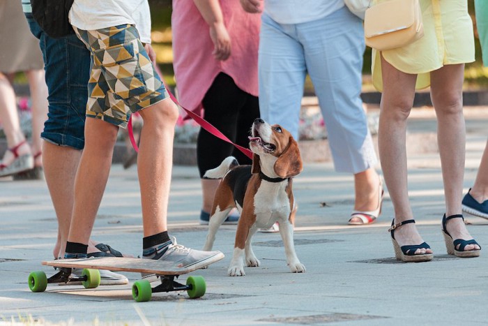 人混みで飼い主を見上げるビーグル犬