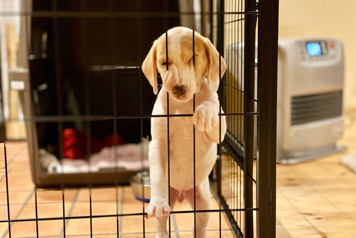 柵で遊ぶ子犬