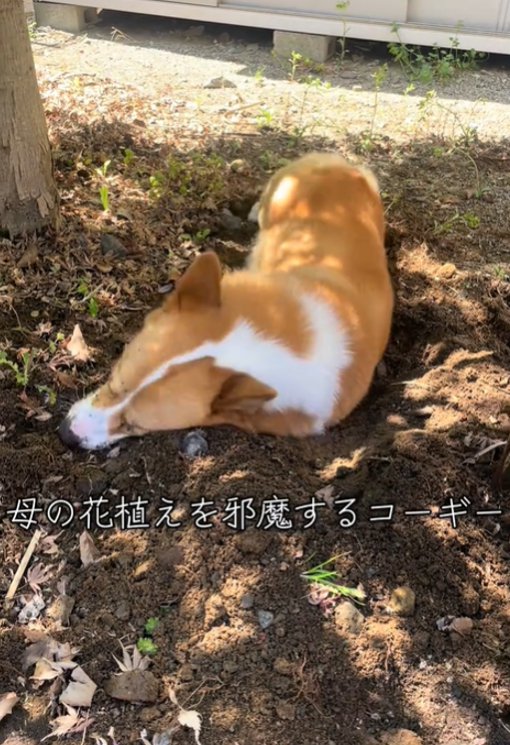 土の上に横になる犬1