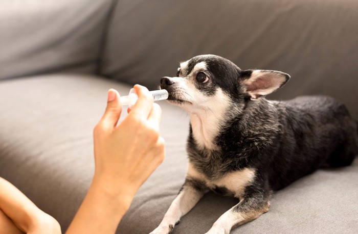 スポイトで飲む犬