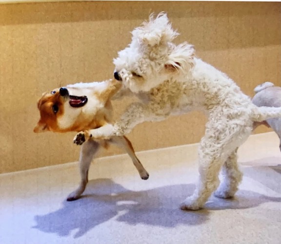 白い犬に前足をかけられる犬