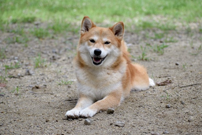 地面に伏せをする笑顔の柴犬