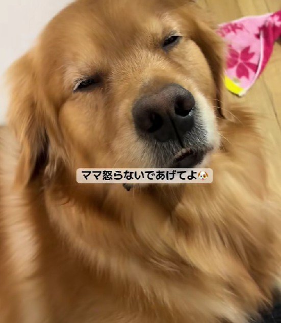 「反省してるみたいだし…」