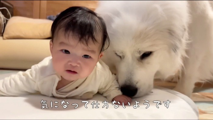 赤ちゃんの手の臭いを嗅ぐ超大型犬