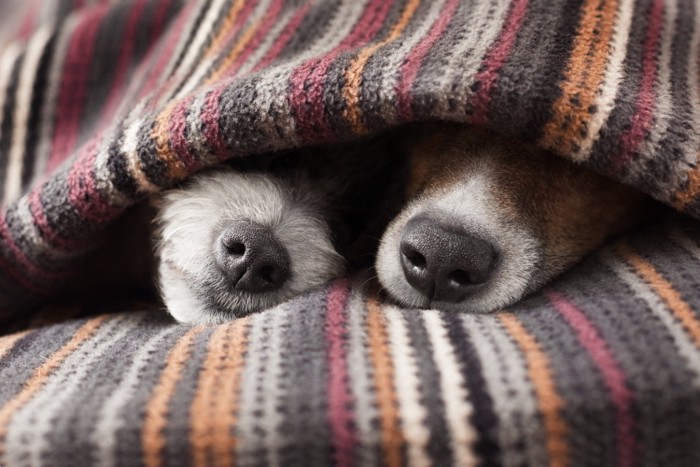 ブランケットから鼻を出す犬たち