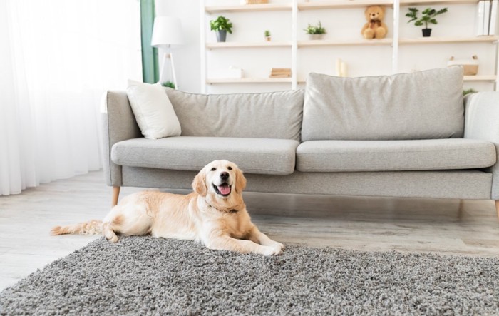 部屋で過ごす犬