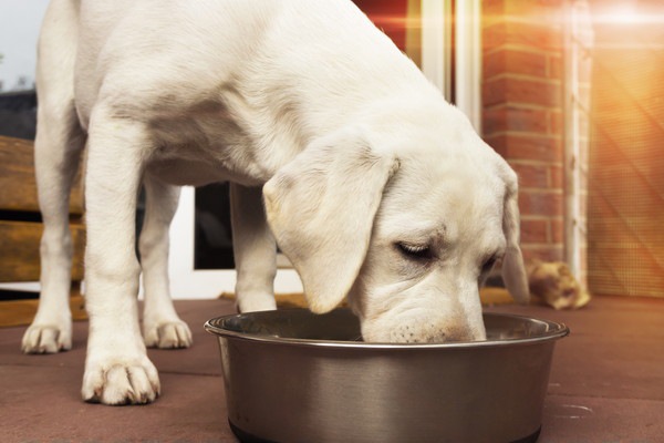 ご飯を食べる犬