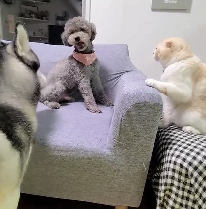 口を開ける犬