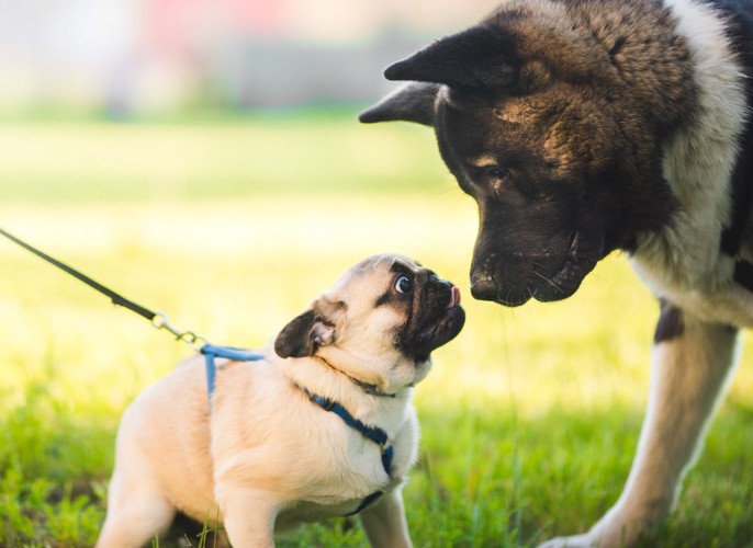 パグと秋田犬