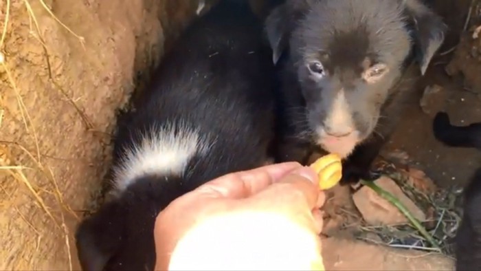 クッキーは食べない子犬たち