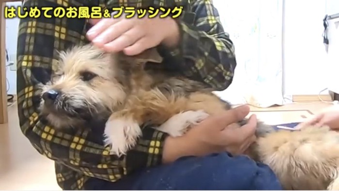 飼い主さんに抱っこされてリラックスしてる犬