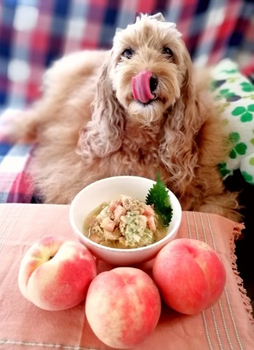 出来上がりと桃を前に舌なめずりの愛犬