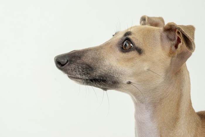 犬の横顔