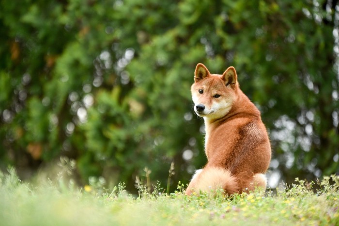 振り向く柴犬