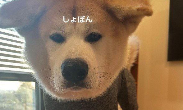 秋田犬のために服を注文
