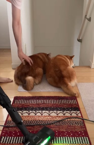 階段の前に並んで伏せて掃除機の邪魔をする2匹の柴犬