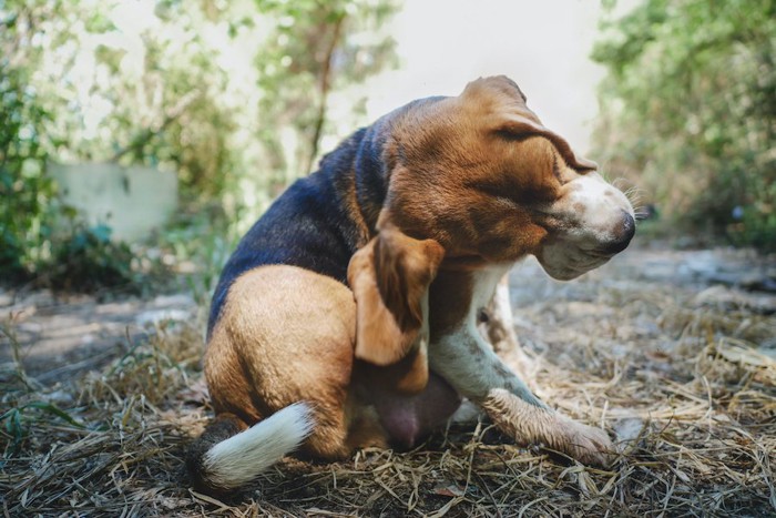 耳をカキカキしている犬