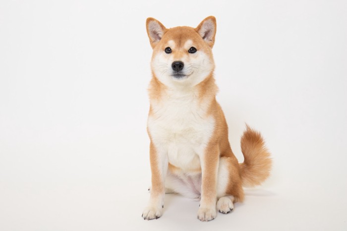 正面を見つめながら座っている柴犬