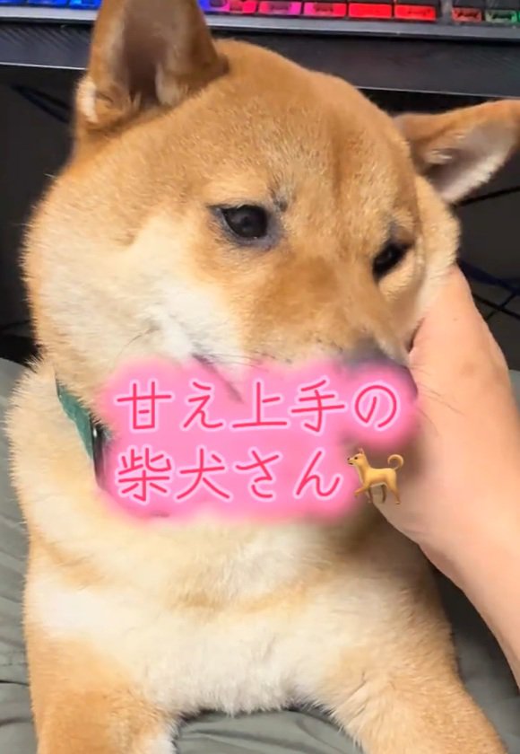 撫でられるこてつ君