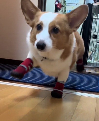 スキップをするように足を高く上げて歩く犬