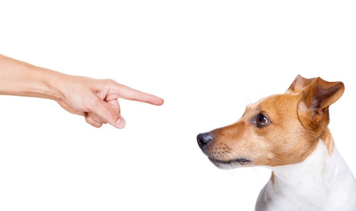 飼い主に指差されている犬