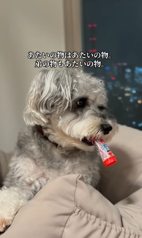 もなかちゃんの成長9