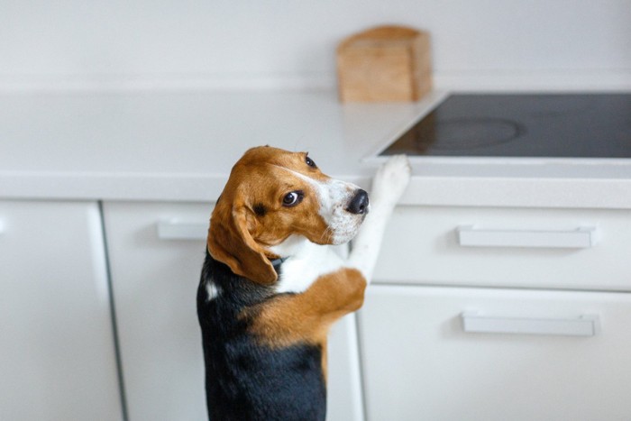 キッチンに足をかけて振り向く犬