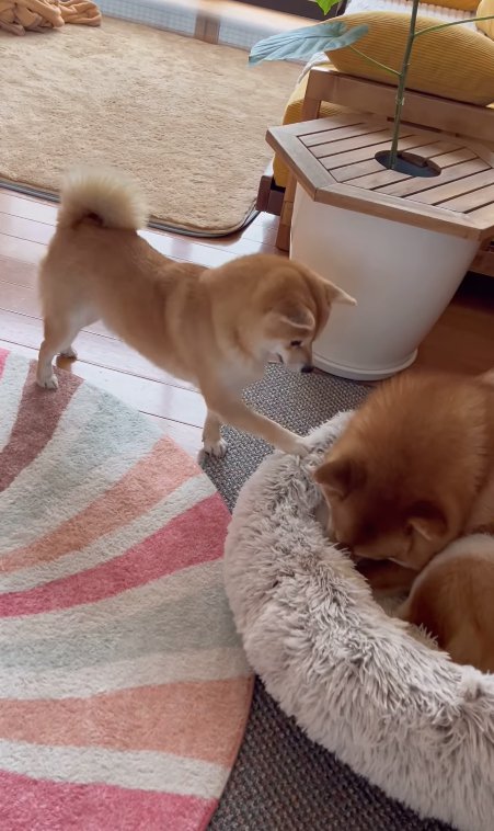 犬が寝ているベッドの縁をひっかく犬