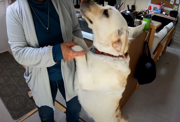 立ち上がった犬の手を持つ人