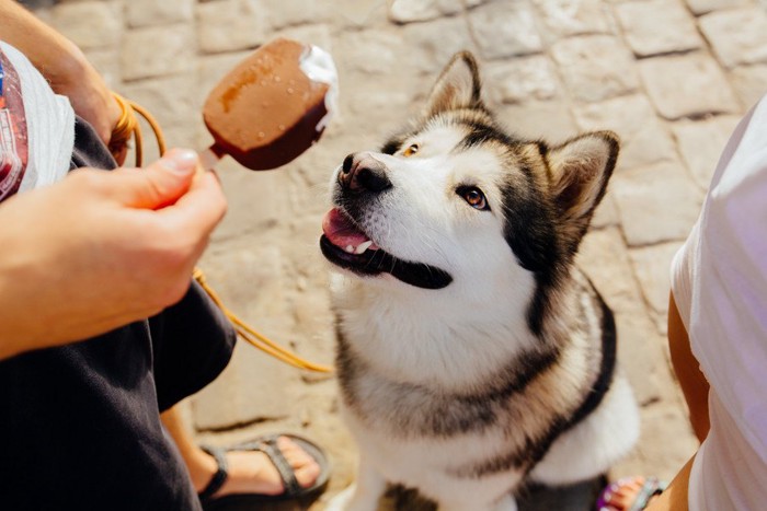 アイスを見つめる犬