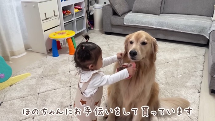 首輪をつけたいほのちゃん