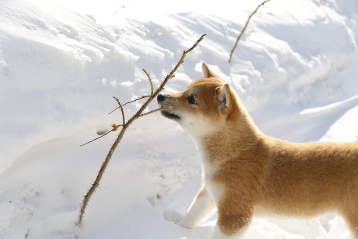 何かに注目する犬