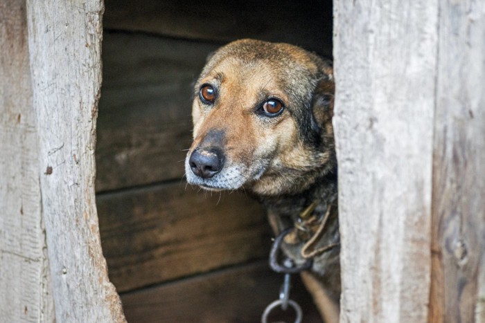 犬小屋の中から悲しそうにこちらを見つめている犬