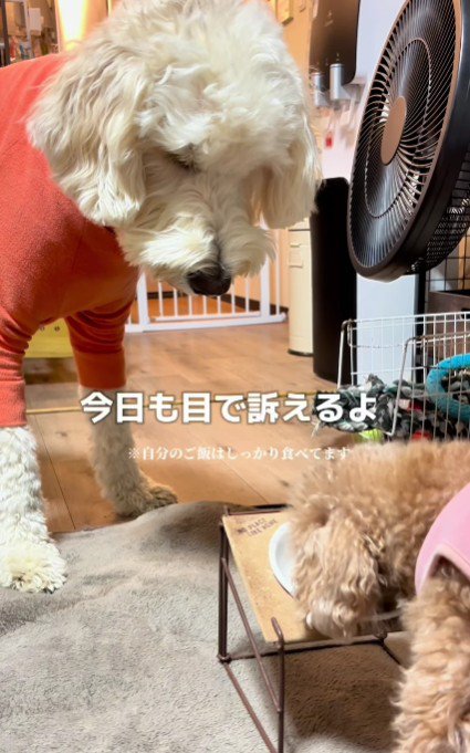 自分の分を食べ終えたら…