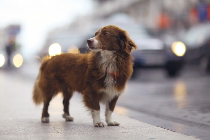 道路に立つ犬