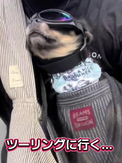 アウトドア派なだんくんでした