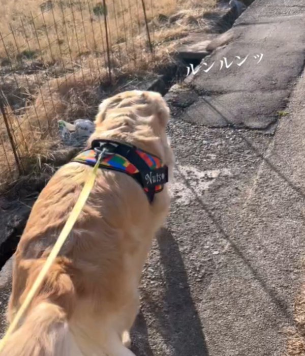 散歩をする犬