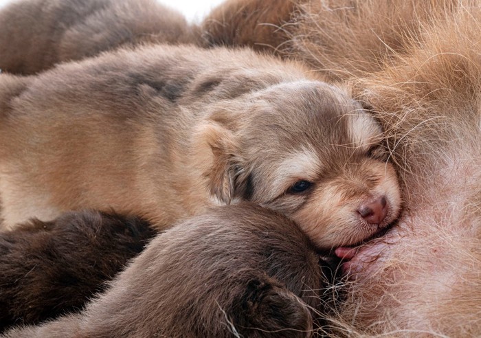 寄り添って眠る子犬