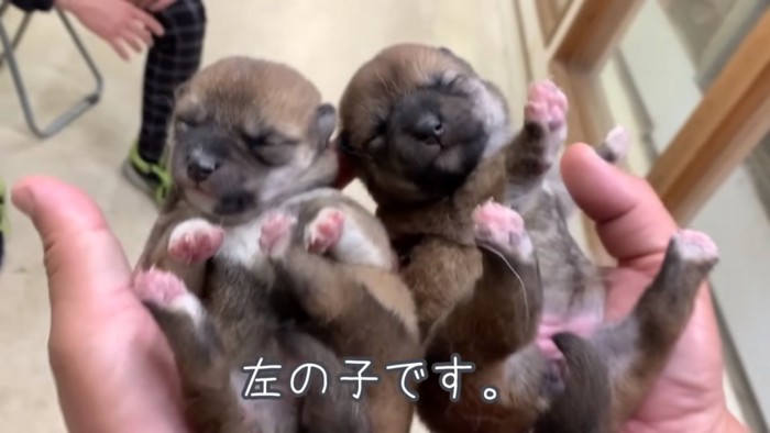 生後4日目の柴犬