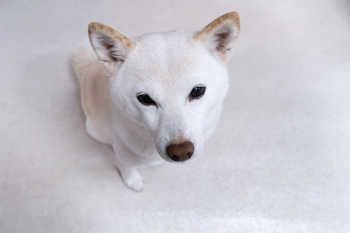見つめる犬