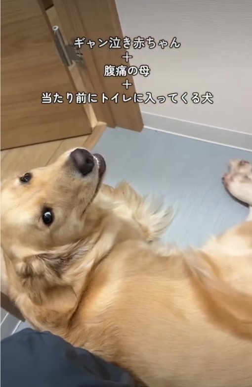 見上げる犬